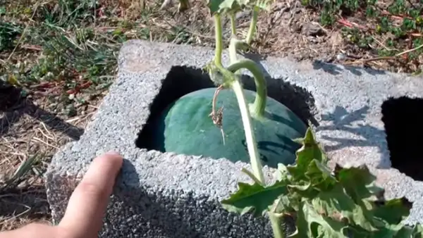 Hombre utiliza impensado truco para obtener sandías ‘cuadradas’ [VIDEO]