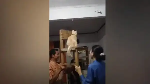 Obligan a su gato que atrape una lagartija y juntos protagonizan una hilarante escena [VIDEO]