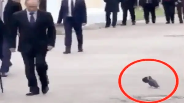 YouTube: la verdad sobre la paloma que saludó a Vladimir Putin [VIDEO]