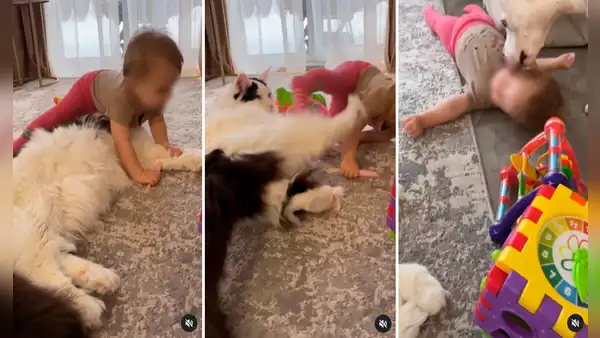 ¡Canino al rescate! Gatito empuja a un bebé y su perro mascota llega para consolarlo