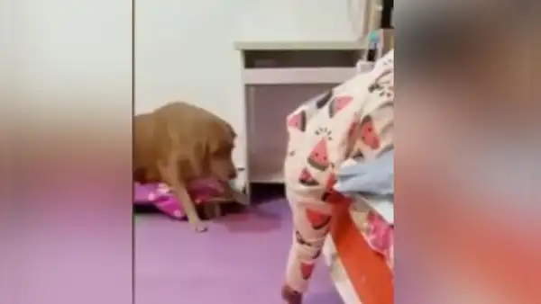 Perrito coloca su lomo como banquito para ayudar a niña a subir a la cama [VIDEO] 