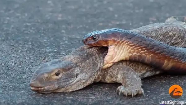 Graban a feroz cobra intentando matar a dragón de komodo de la forma más terrorífica [VIDEO]