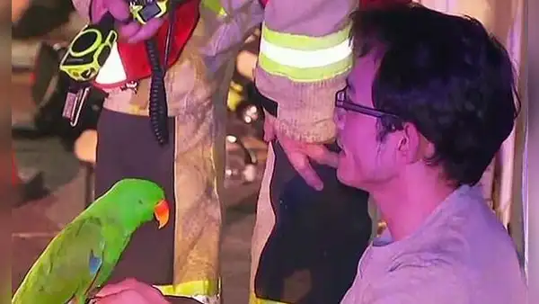 Loro grita fuerte para alertar a su dueño y lo salva de un incendio ocasionado en su hogar [VIDEO] 
