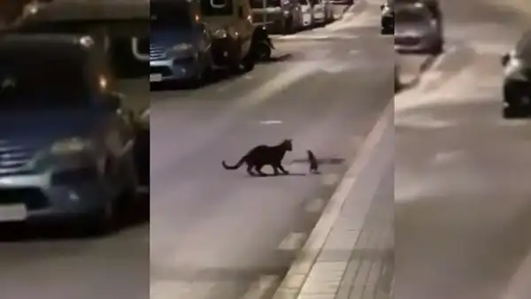 Rata protagoniza insólita pelea con un gato que estaba a punto de cazarla [VIDEO]