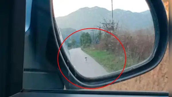 Perro sin hogar corre detrás de un auto para que joven lo rescate 	