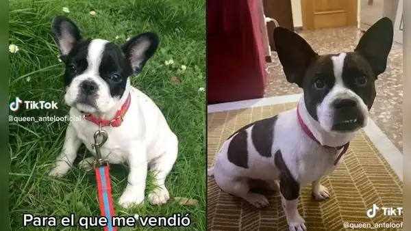Joven adquiere perrito de raza bulldog francés, pero cuando crece se da cuenta que fue estafada
