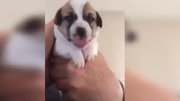 Cachorro tiene adorable reacción al probar medicina con mal sabor [VIDEO]