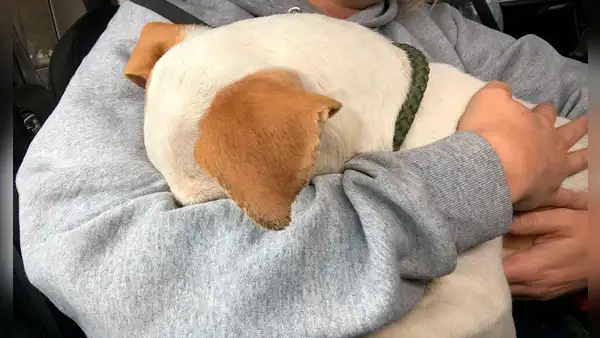 Perro ‘abraza’ a la mujer que evitó su muerte en un garaje abandonado [VIDEO]