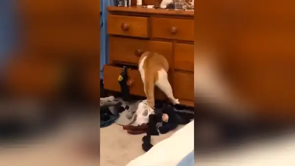 Gato es descubierto por su dueña en plena travesura, intenta escapar y termina atorado en un cajón [VIDEO]