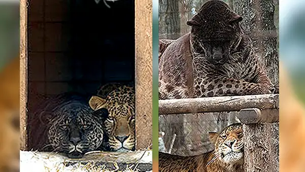 Este es 'jaglión’, el extraño felino híbrido que nació del cruce entre jaguar y leona [VIDEO] 