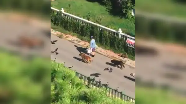 La historia detrás del peculiar video de una mujer paseando junto a perros, gatos y aves [VIDEO]