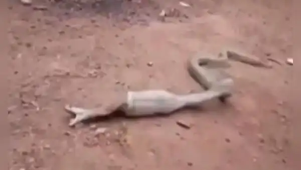 YouTube: el impresionante momento en que una cobra regurgita una botella de plástico
