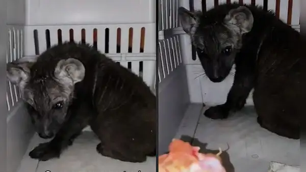 Joven se compra un perrito de raza pastor belga, pero le entregan una hiena en vez de un cachorro