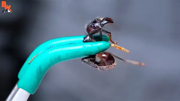 Es picado peligrosa hormiga bala para saber qué tan letal es su veneno es y todo termina de la peor manera [VIDEO] 