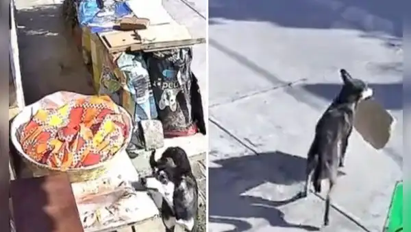 Perrito aprovecha el descuido de una familia y se roba la comida que dejaron en el patio