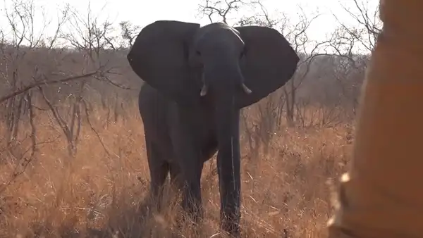 Turistas quedan ‘cara a cara’ de elefante salvaje y hacen lo impensado para salvar sus vidas [VIDEO]