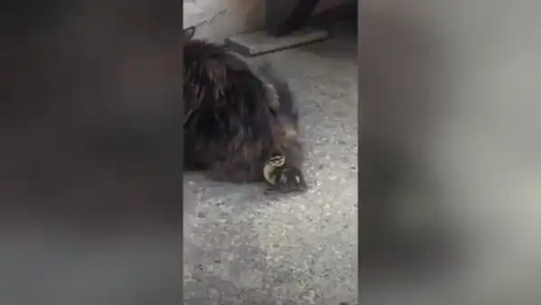 Pequeño pato queda abandonado, se topa con un gato y piensa que es su madre [VIDEO] 