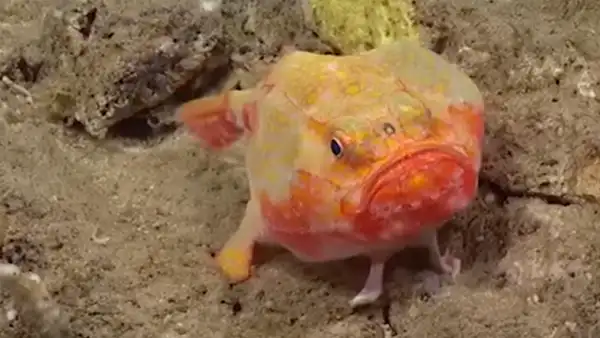 Ingresa al fondo del océano y capta a extraño pez que ‘camina’ con sus cuatro ‘patas’ [VIDEO]