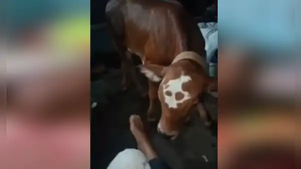 Adoptan a vaca y esta se comporta como si fuera un perro