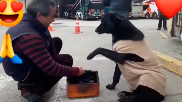 Perro callejero se acerca a lustrabotas y le ‘pide’ que le limpie sus patitas [VIDEO]