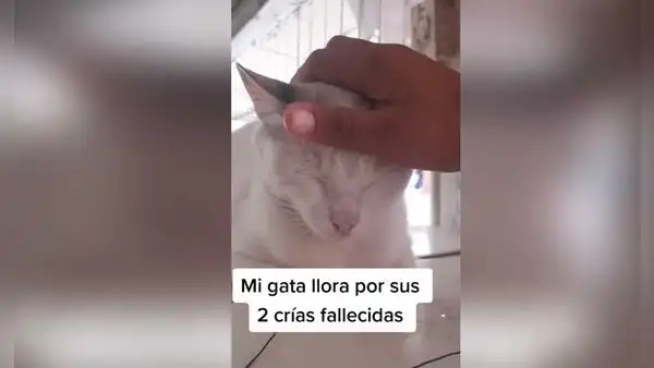 Captan a una gata llorando tras perder a sus dos crías