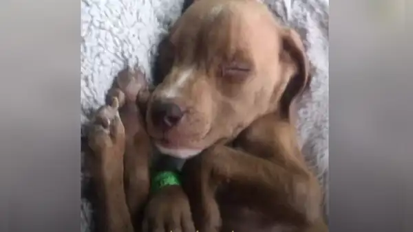 Conoce la historia de Stuart, el perro que sufrió de desnutrición y ahora luce distinto [VIDEO]