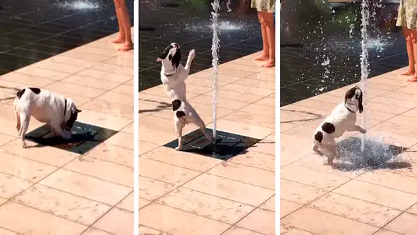 Facebook viral: pequeño perro no soportó la ola de calor y se dio tremendo 'chapuzón' en pileta [VIDEO] 