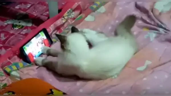 Gata aprovecha descuido de su dueña y agarra su teléfono para ver su dibujo favorito [VIDEO]