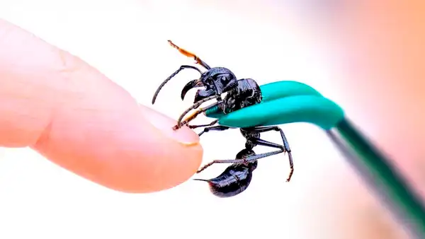 Facebook: La hormiga más peligrosa del mundo pica a un aventurero y sucede lo peor