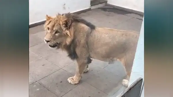 León se emociona al ver a hombre que lo cuidó de bebé