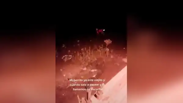 Colocan luces a su perro anciano para evitar que se pierda cuando sale a pasear [VIDEO] 