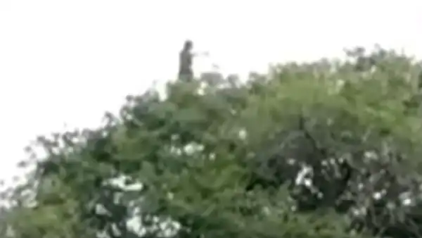 Es falso que la ‘llorona’ haya sido captada encima de un árbol en Colombia [VIDEO]