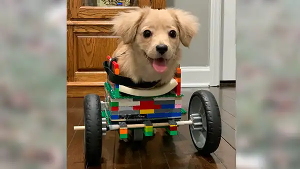 Niño fabrica silla de ruedas con piezas de LEGO para ayudar a un perro con discapacidad [VIDEO] 