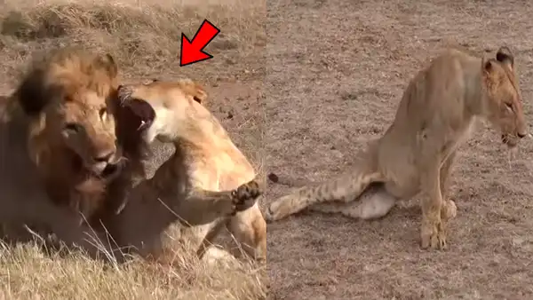 YouTube viral: León ‘macho alfa’ destruye columna de aprendiz que intentó quitarse su presa [VIDEO] 
