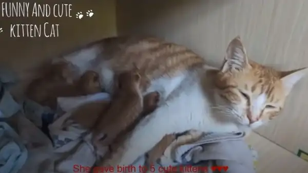 Gata enseña a su dueño el lugar donde va a parir para que este cuide de sus crías [VIDEO] 