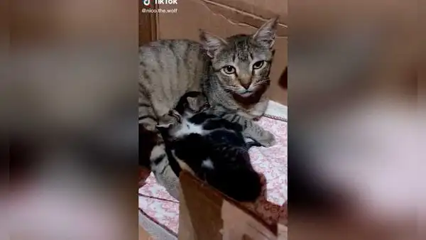 Gata callejera guía a joven hasta sus dos crías para que los adopte