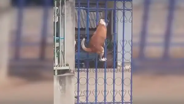 Chico descubre a su perro trepando reja para poder encontrarse con sus ‘amigos’ en la calle [VIDEO]
