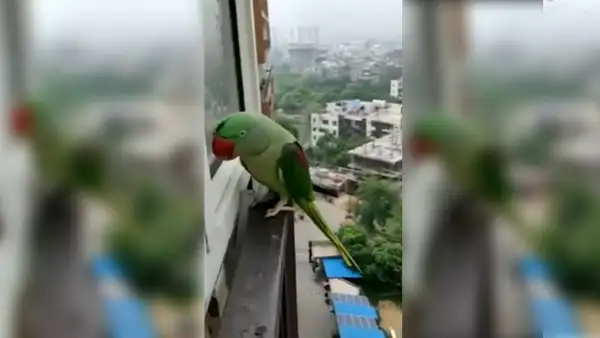 Loro le pide a su dueña que lo deje pasar a casa luego de haberse escapado [VIDEO]