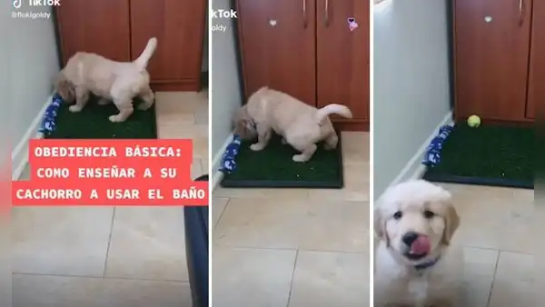 Joven graba tutorial de cómo hacer que su perro orine en un solo lugar y el video se convierte en todo un éxito