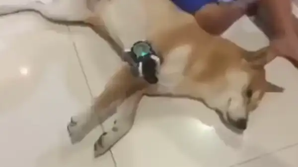 Facebook: Así nació el meme del "perro con el Omnitrix" [FOTOS]