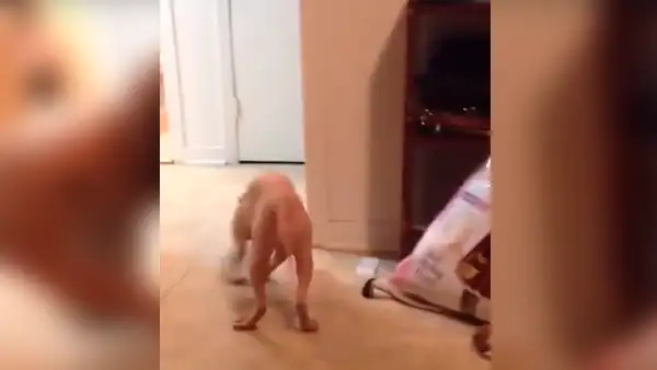 Hombre asusta a su gato con aterradora máscara y reacciona de la peor forma [VIDEO] 