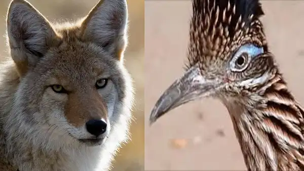 Coyote intenta atrapar a un veloz ’correcaminos’ y todo acaba de forma inesperada  [VIDEO]