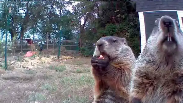 Cámara de seguridad capta a marmota devorando toda la cosecha de un granjero [VIDEO]