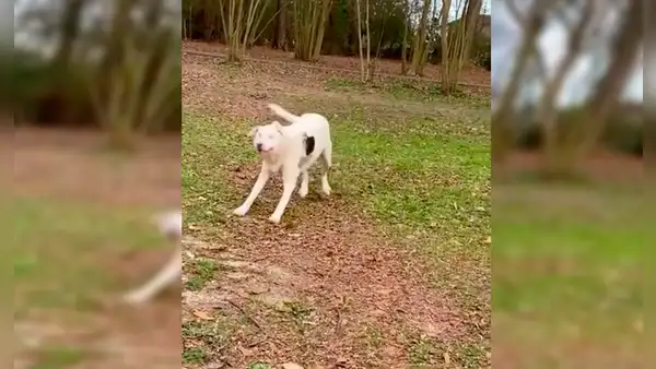 Perrita ciega protagoniza adorable escena al oler a su dueño
