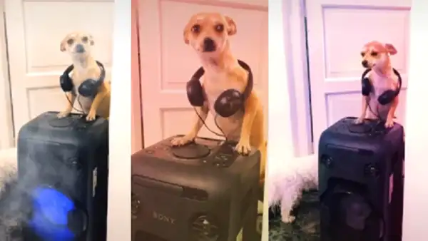 Cachorro se viste de DJ y sorprende a todos al ‘armar la fiesta’ en su casa [VIDEO]