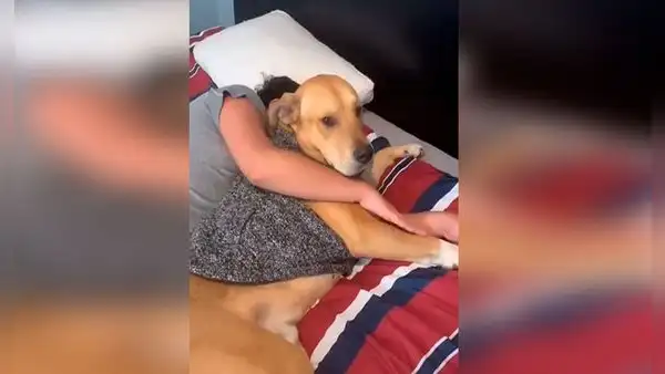 Perro impide que regañen a su dueño y se pone junto a él para que no lo toquen
