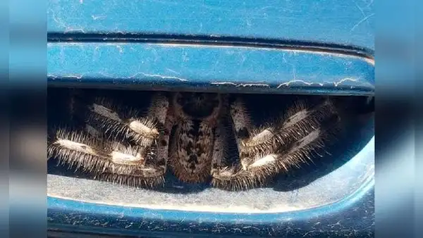 Mujer encuentra una araña escondida en la manija de la puerta de su vehículo