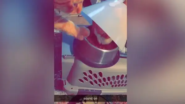 Gato tiene adorable gesto con su ‘amigo’ que tenía un ‘cono de la vergüenza’ [VIDEO]