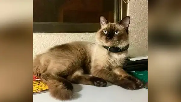 Gato vuelve a casa con una nota y su dueño se entera que tiene una ‘doble vida’ [FOTOS]
