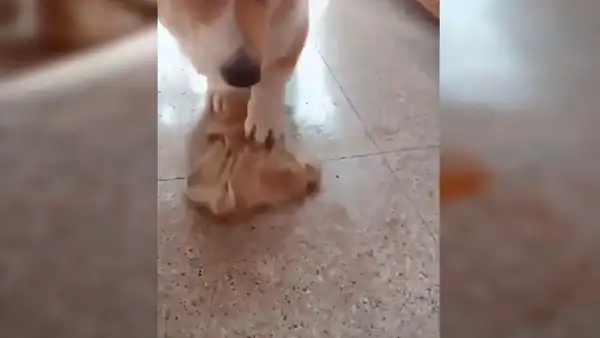 Facebook viral: perro limpia su orine con trapito, luego de que su dueño le regañara duramente [VIDEO]
